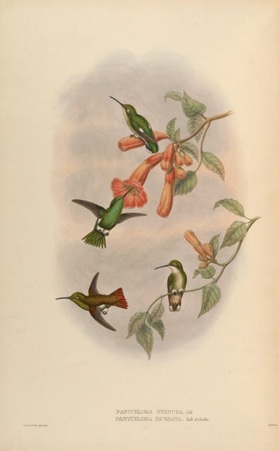 Panychlora russata = Chlorostilbon russatus Panychlora stenura = Chlorostilbon stenurus - John Gould